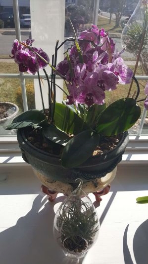 Mylene Orchid1.jpg